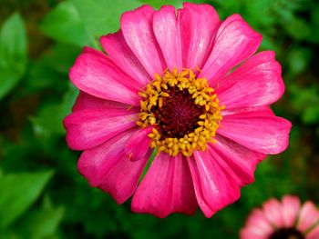 Close-up of pink flower