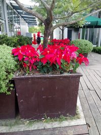Red flowers growing in greenhouse