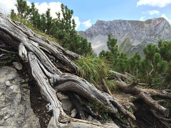 Close-up of tree against mountain