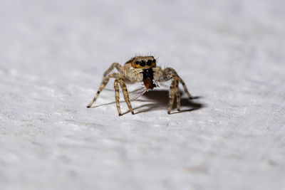 Close-up of spider