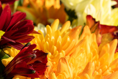 Close-up of red flower