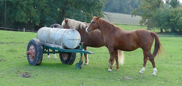 Horses in a field