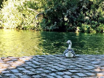 Swan swimming on lake