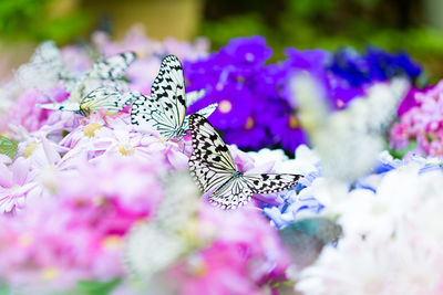 Close-up of butterfly on purple flower