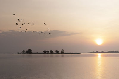 Birds flying over sea against sky during sunset