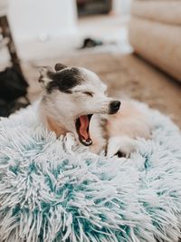 Close-up of dog sleeping on bed at home