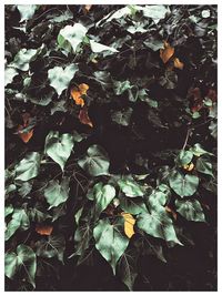 Full frame shot of autumnal leaves