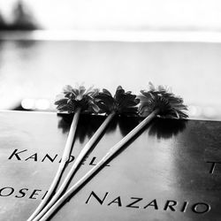 High angle view of flower on tombstones