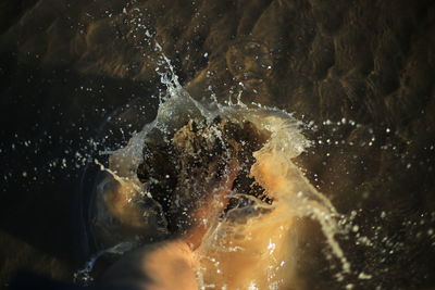 Close-up of jellyfish swimming in sea