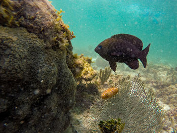 Fish swimming in sea