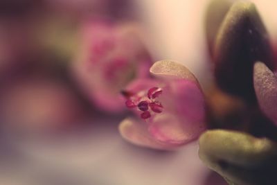 Close-up of pink flower