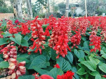 Close-up of red flowers