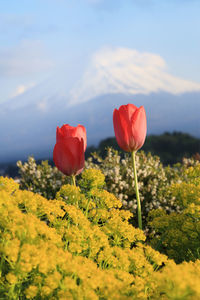 Close-up of red poppy flower on field