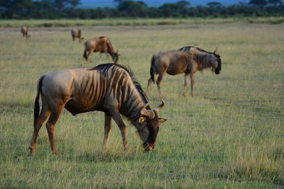 Wildebeests grazing on field 