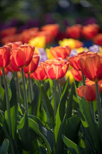 Close-up of red tulips