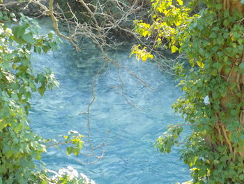 Close-up of plants growing in water