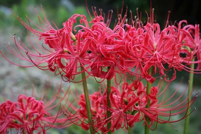 Close-up of red flowering plants