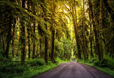 Road amidst trees in forest