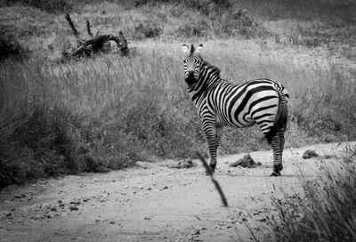 Zebra zebras