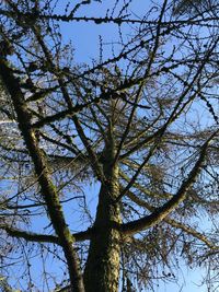 Low angle view of bare tree against sky