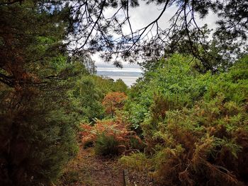 Plants and trees in forest against sky