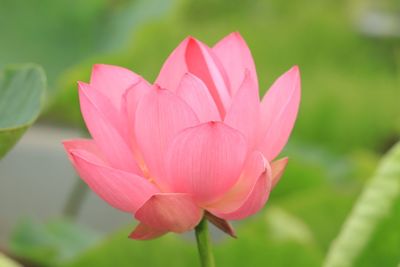 Close-up of pink lotus water lily