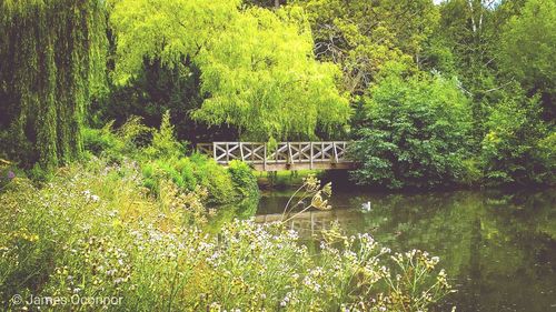 Plants and trees by lake in forest