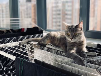 Portrait of a cat resting at home