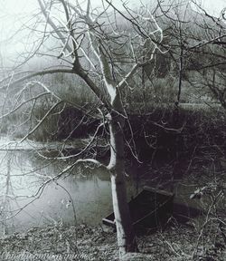 Close-up of bare tree in forest