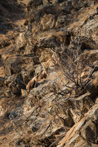 Full frame shot of lizard on rock
