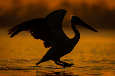 Close-up of bird flying over lake