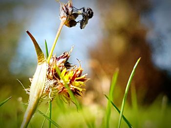 Close-up of insect on plant