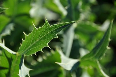 Close-up of green leaves