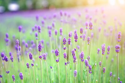 Close-up of purple flowering plants on field
