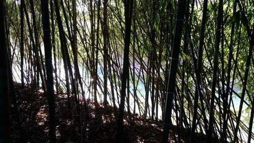 Low angle view of bamboo trees in forest