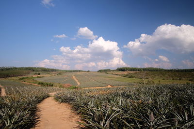 Cultivated green field against cloudy sky