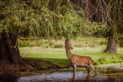 Deer standing by lake against trees