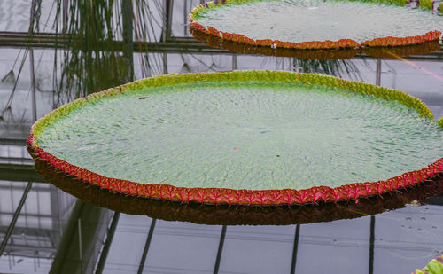 High angle view of fruit on table