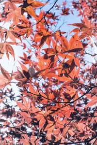 Low angle view of maple leaves on tree