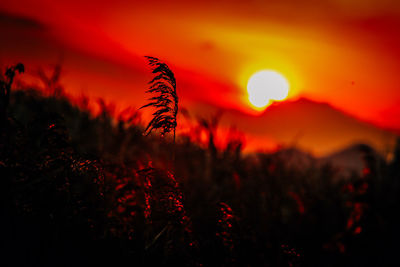 Close-up of red flowers against sunset sky