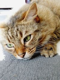 Close-up portrait of a cat