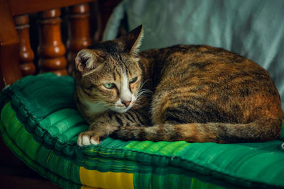 Close-up of a cat sleeping