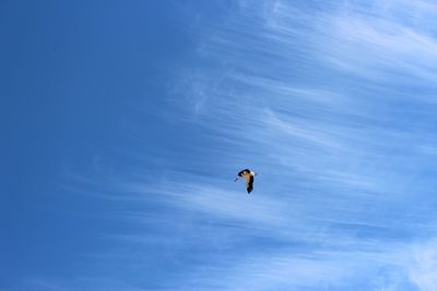 Low angle view of bird flying against blue sky