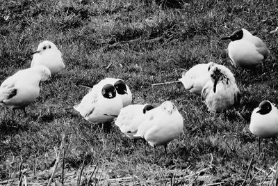 Swan on field