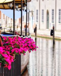 Close-up of pink flowering plant in street