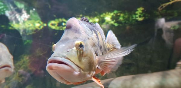 Close-up of fish swimming in sea