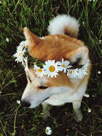 High angle view of dog on field