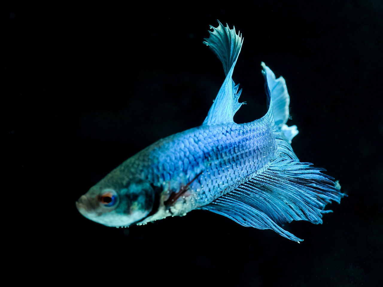 fish, animal, animal themes, vertebrate, animal wildlife, animals in the wild, one animal, swimming, sea, underwater, sea life, water, marine, close-up, indoors, no people, blue, animals in captivity, nature, black background, undersea, profile view