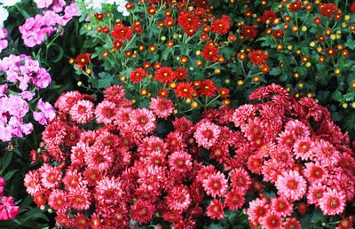 High angle view of pink flowering plants