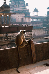 View of a dog sitting outside building